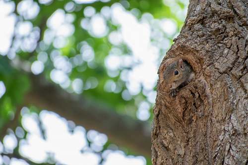 squirrel brown tree trunk chastain park