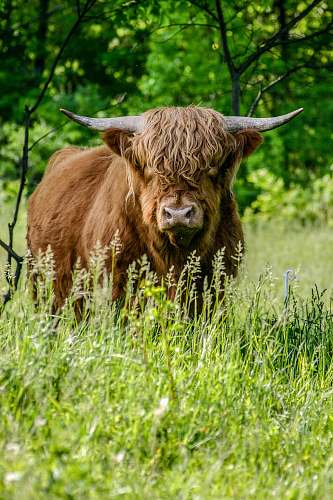 bull brown yak standing on green grass cattle
