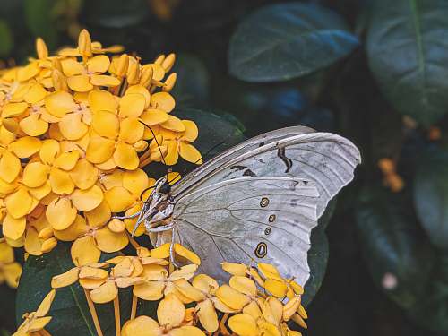 invertebrate close-up of gray butterfly insect