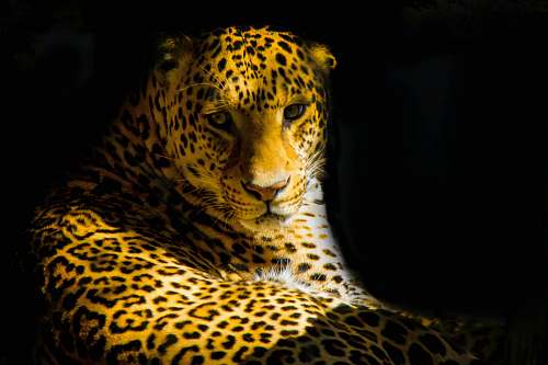 leopard closeup photo of leopard wildlife
