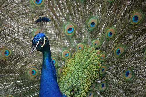 bird closeup photo of peacock peacock