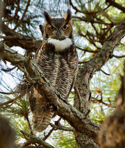 bird depth of field photography of owl on tree branch owl