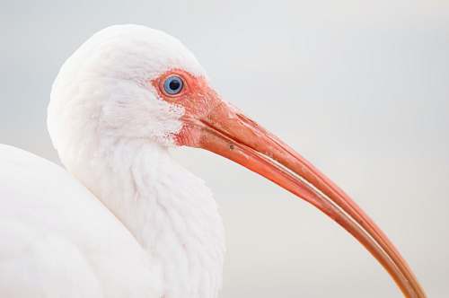 bird depth photography of white bird with long nose beak