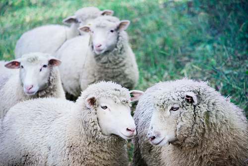 sheep five white sheep on green land mammal
