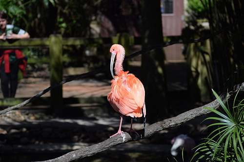 person flamingo on tree branch human