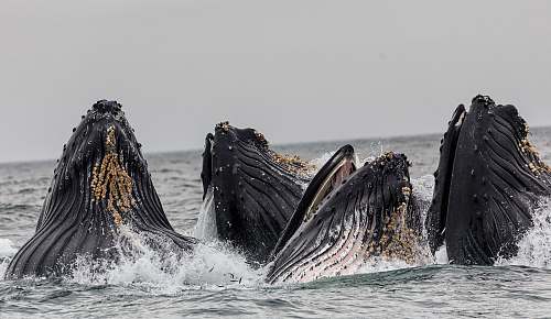 whale four shale in body of water under cloudy sky mammal