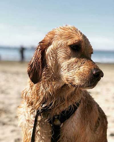 canine golden retriever lying on white sand during daytime dog