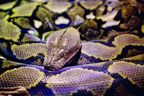snake gray and black python reptile