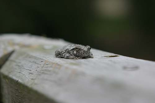 amphibian gray frog wildlife
