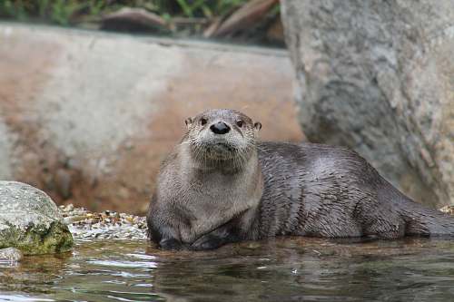 mammal gray sea lion on body of water otter