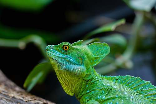 lizard green iguana reptile