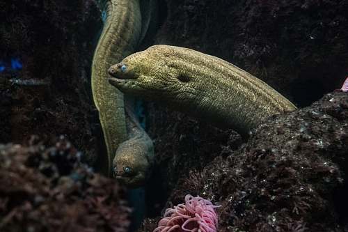 eel green snake fish fish