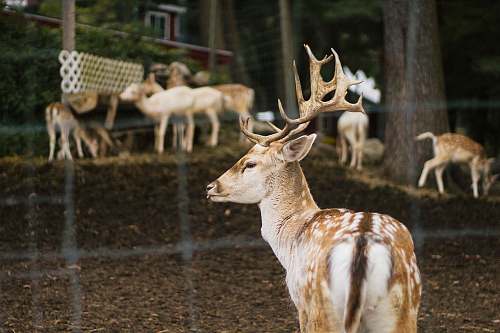 mammal group of deer wildlife