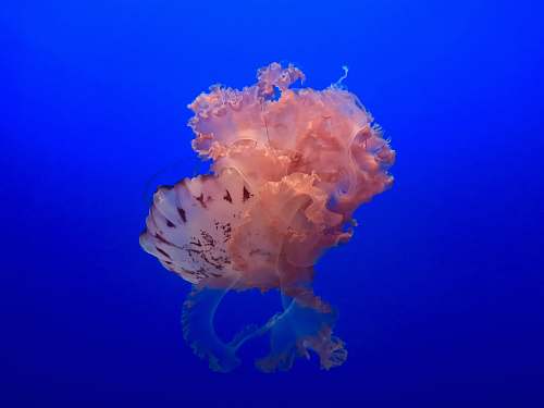 jellyfish jelly fish on sea invertebrate