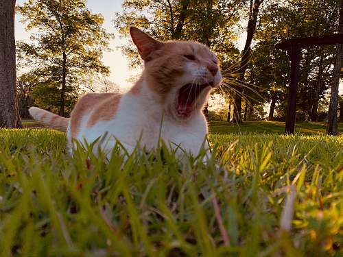 plant orange and white cat on green grass field during daytime grass