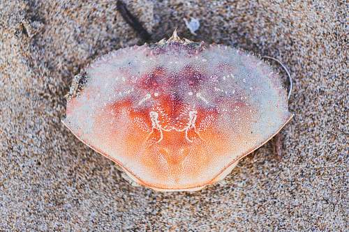 conch orange crab on brown sand invertebrate
