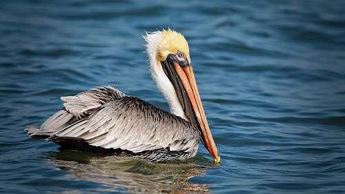 bird pelican on body of water pelican