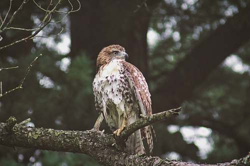 bird perched eagle buzzard