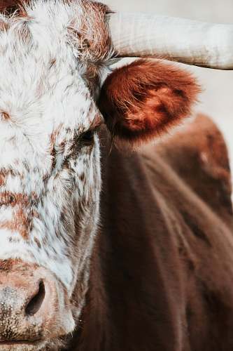 cow photo of brown cow asheville