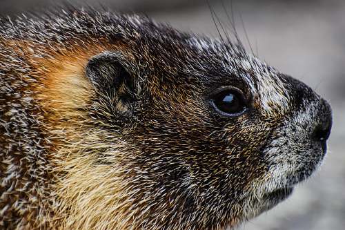 beaver photography of brown and black animal rodent
