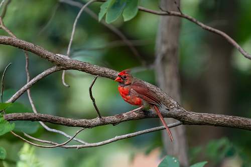 bird red and grey bird cardinal