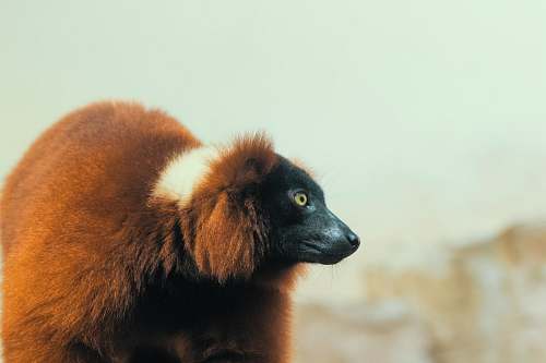 lemur red and white rodent mammal