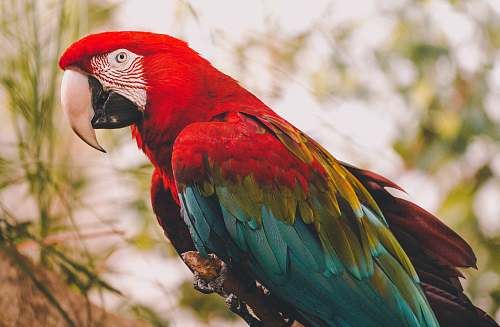 bird red, blue, and green bird on tree in close-up photography macaw