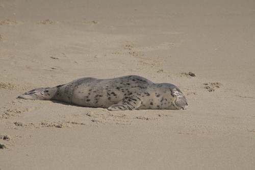 seal seal lying on brown sand mammal