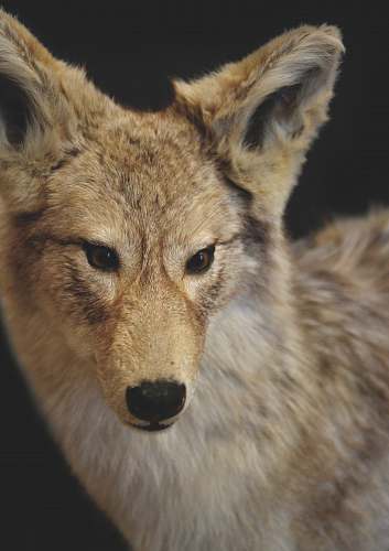 coyote selective focus photography of brown wolf mammal