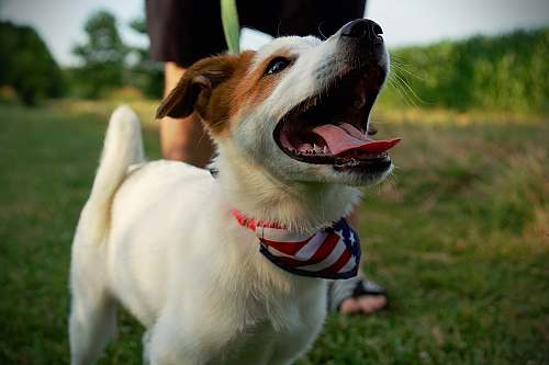 dog selective focus photography of puppy with U.S.A. flag-printed scarf pet