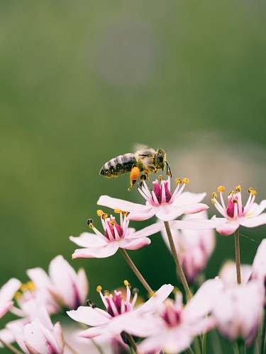 bee shallow focus photography of bee on flower flower