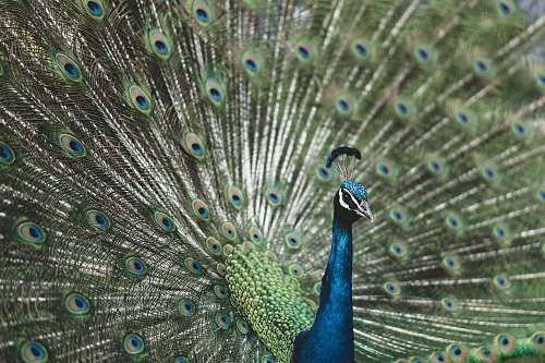 peacock shallow focus photography of blue Peafowl bird