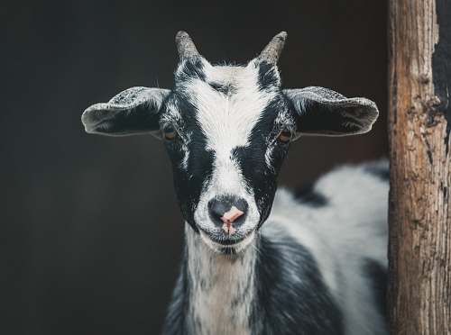 goat shallow focus photography of white and black goat mammal