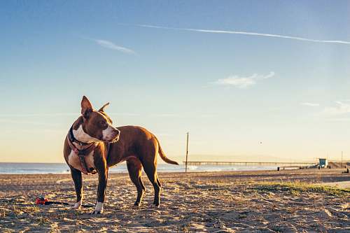 pet short-coated brown and white dog dog