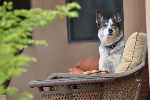 canine short-coated white, black, and brown dog beside throw pillows dog