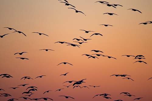 flock silhouette of birds flying during orange sunset middle creek wildlife management area