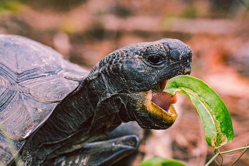 turtle turtle eating leaf reptile