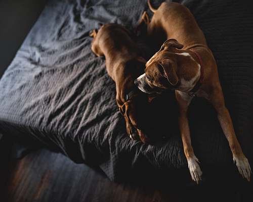 dog two brown short-coated dogs laying on bed canine