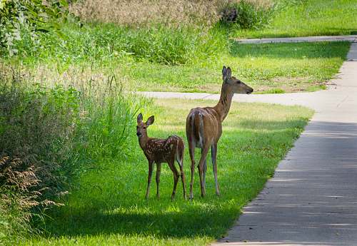 deer two deers on grass wildlife