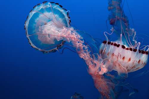 jellyfish Underwater photo of jelly fish sea life
