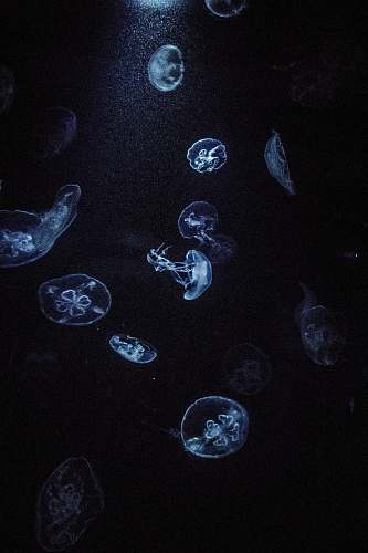 jellyfish underwater photography of jellyfish sea life