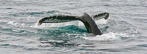 whale whale tail taken on sea\ newport beach