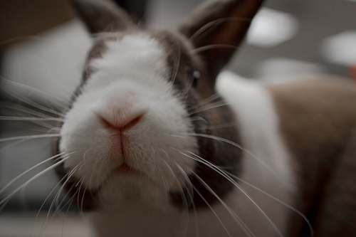 cat white and brown rabbit mammal