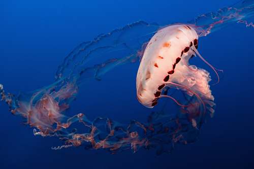 jellyfish white and orange jellyfish invertebrate