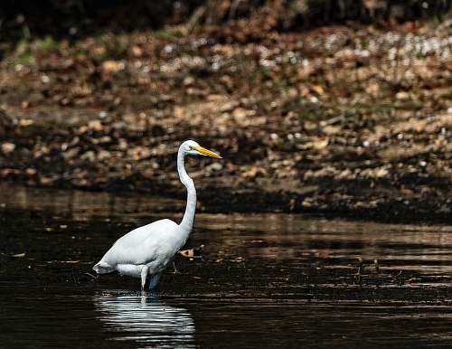 bird white bird on lake ardeidae