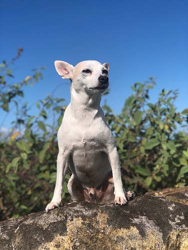 kangaroo white chihuahua on grey rock wallaby