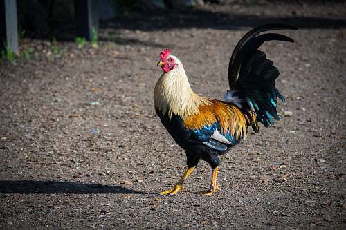 chicken white rooster standing on ground bird