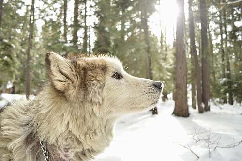 dog white wolf on snow forest wolf