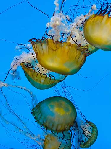 invertebrate yellow jellyfish in blue water jellyfish