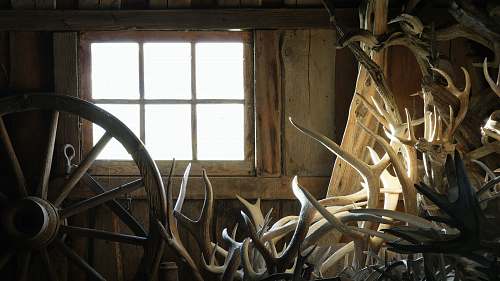 barn beige and brown deer antlers stacked near brown wooden carriage wheel inside room at daytime lewistown